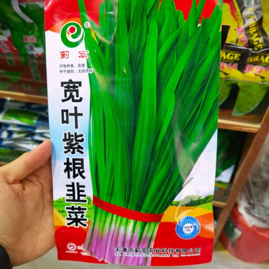 西安紫根韭菜种子四季可播宽叶韭菜籽蔬菜种子阳台盆栽室内外庭院易种