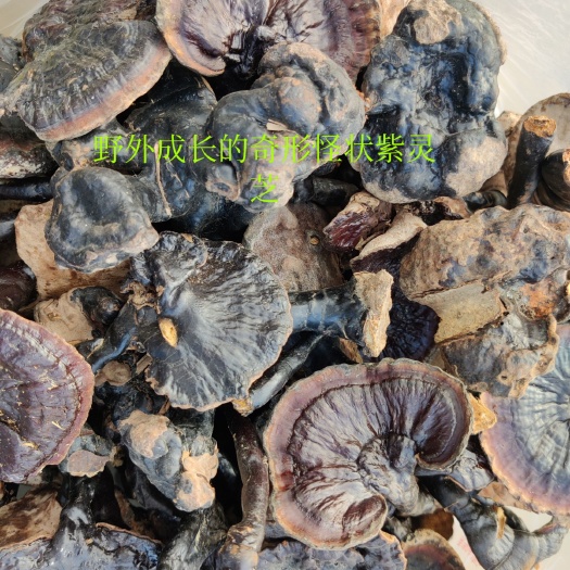 上思县广西原始森林生长黑紫灵芝，整枝干货紫灵芝，非人工林下种植！