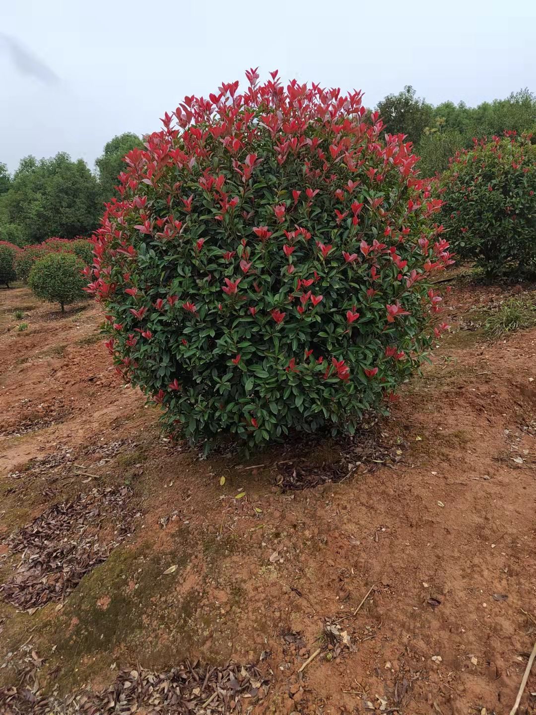 红叶石楠球，基地直销，货源充足，量大从优。