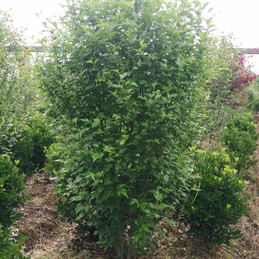 木槿