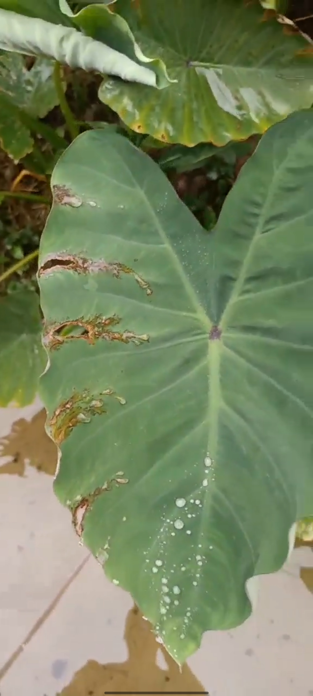 芋头病害图谱与防治图片