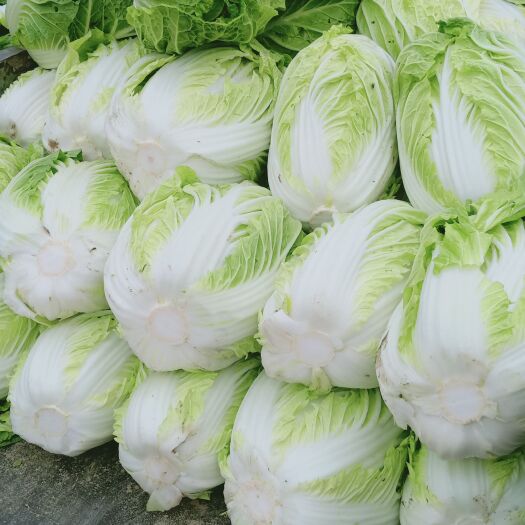 新野县黄心大白菜