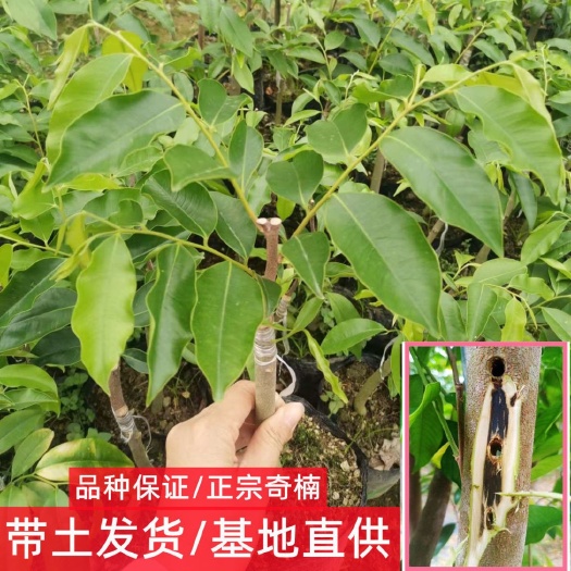 茂名奇楠沉香树(糖结，凹身，西瓜叶，金丝油，紫棋)