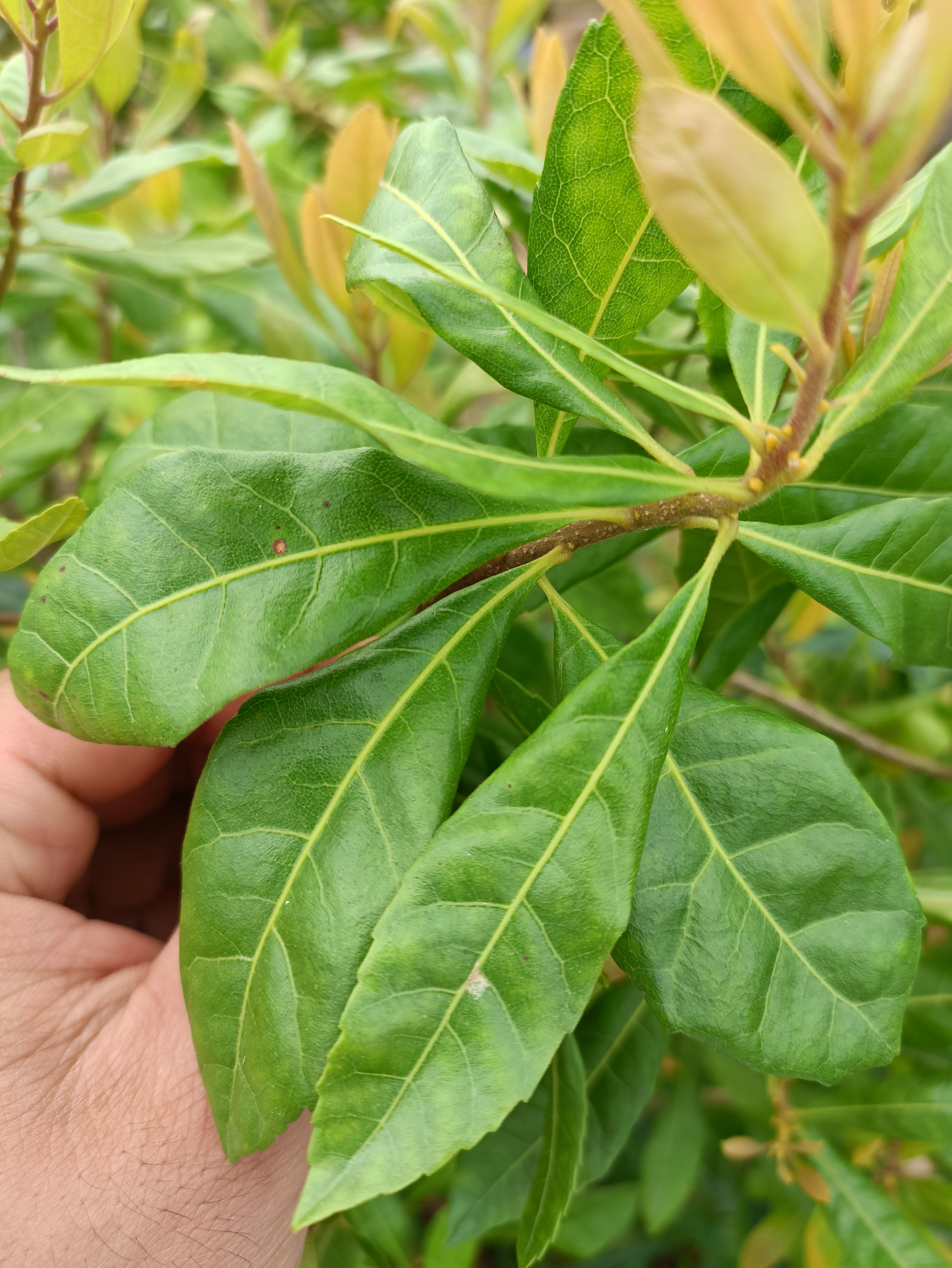 杨梅树苗，白梅，红梅，无防杯带泥土发货，当年载植当年结果
