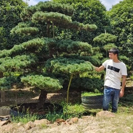 造型五针松，高端大气上档次，尽显奢华，庭院，别墅绿化优良树种