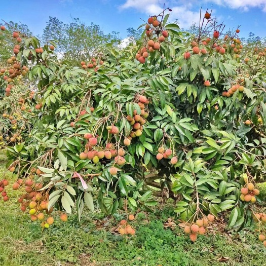 灵山县广西灵山荔枝，三月红荔枝