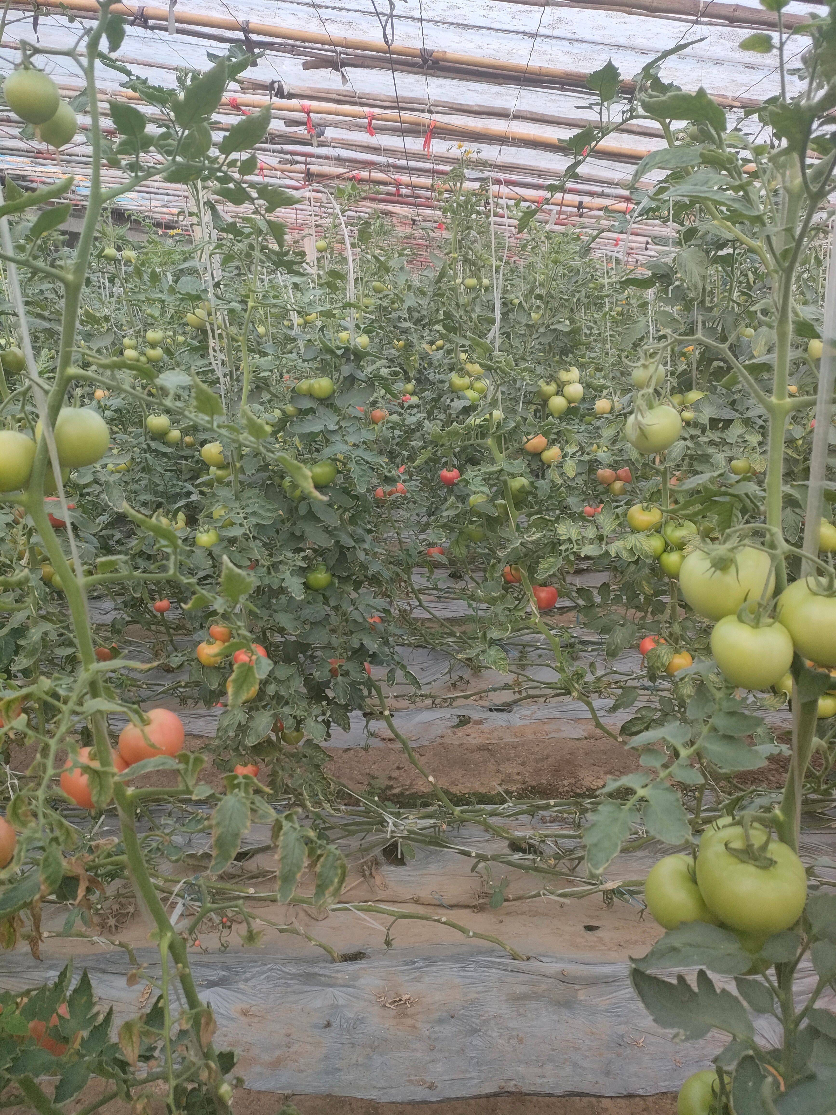 硬粉西红柿已大量上市，欢迎老板下单，