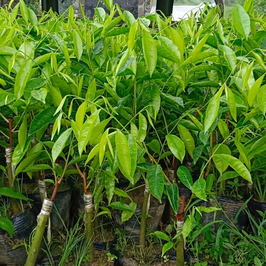 茂名品种齐全，红骨凹身，白奇，紫奇，蜜香，香霸