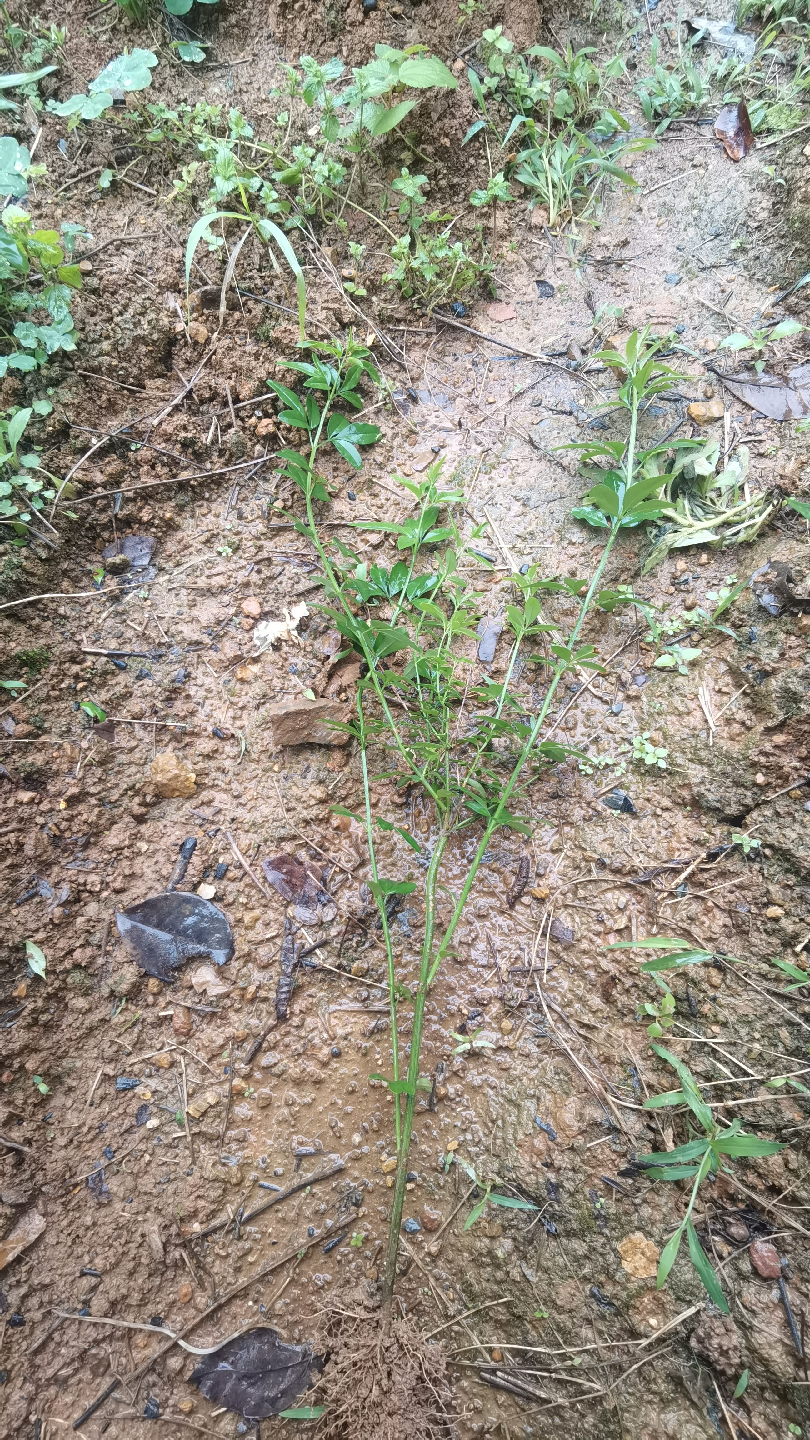 基地直销迎春花报春花黄素馨地被小苗绿化工程苗