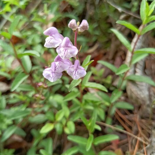 维西县滇黄芩 小黄芩