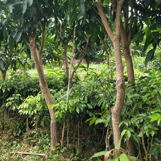 灵山县金煌芒果树