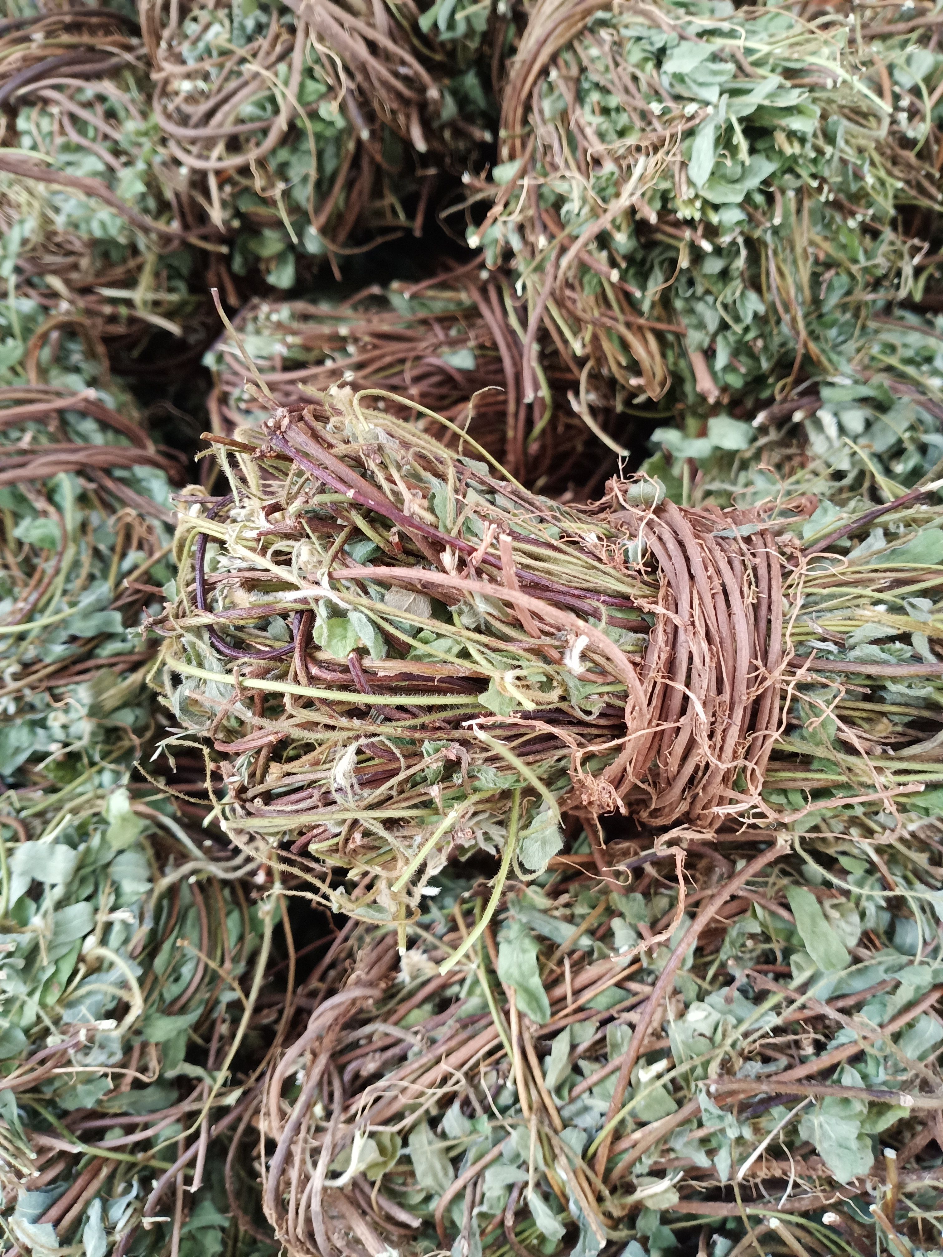 有叶鸡骨草现货质量保证欢迎联系采购量大从优