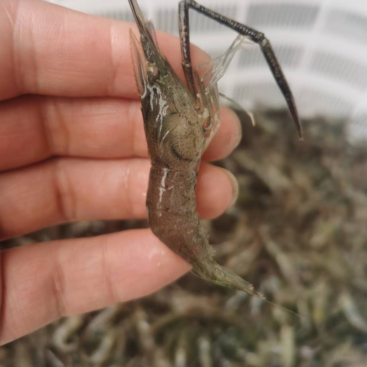 活虾，青虾、白虾、米虾、对虾、龙虾等什么虾都有！