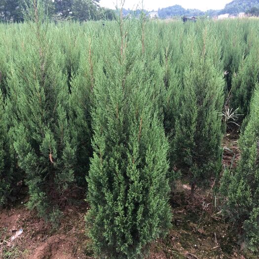 长沙精品塔柏