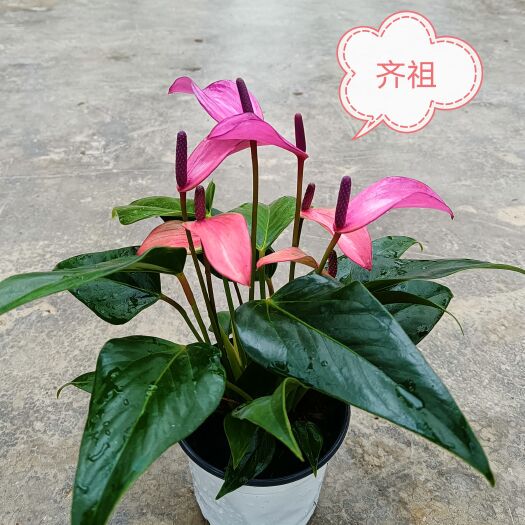 昆明各类红掌、彩掌基地出货，品种规格单独联系上架，此处只做展示