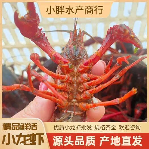 洪湖市小青中青大青 规格齐全 洪湖小龙虾产地直销 一手货源底板干净