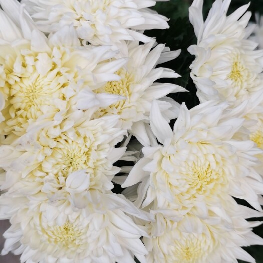 新沂市白菊幽香花头饱满靓丽光鲜