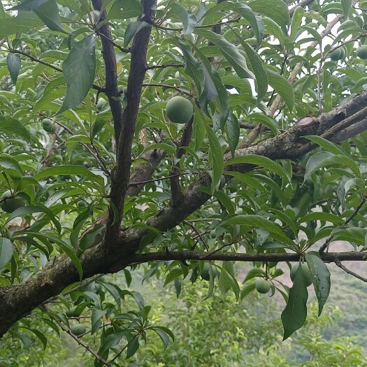 兴义市贵州特产青脆李