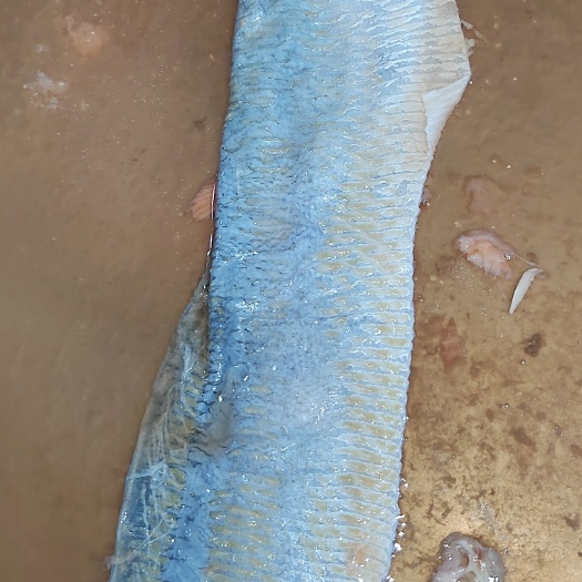 三文鱼皮去脂三文鱼皮