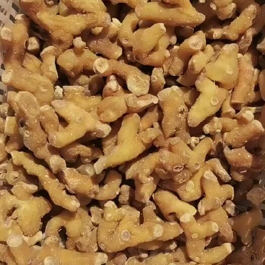保山黄精