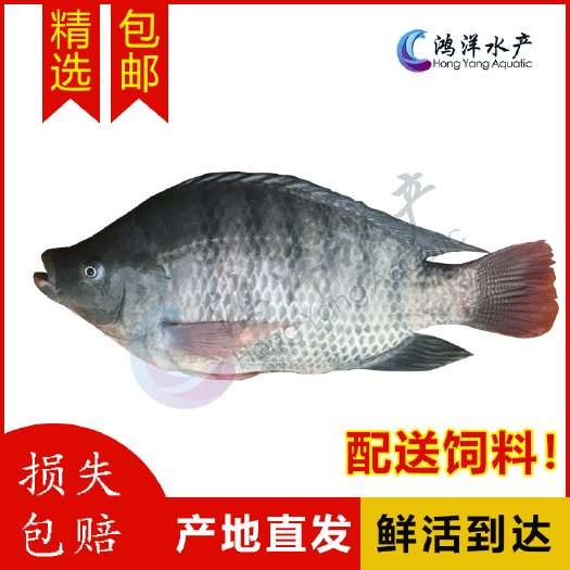 罗非鱼苗新吉富罗非鱼苗海南一号宝路罗非淡水养殖鱼苗极速发货