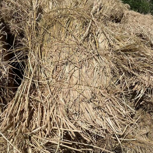 蒙城县稻草，长度，60，70.80公分，千挑万选酒厂专用，制沙养殖
