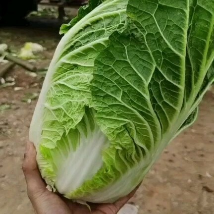 泸西县云南精品大白菜，质量好，颜色好，个头均匀