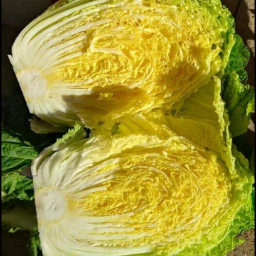张北县玲珑黄大白菜 黄心大白菜