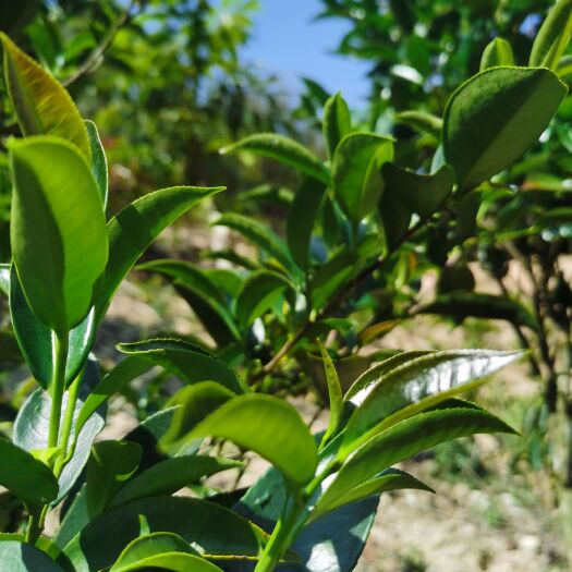 揭阳坪上炒茶