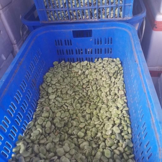 东莞市蚕豆米