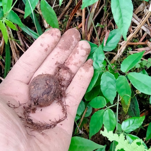 从江县贵州大小叶三叶青，干，鲜货均有，金线吊葫芦，山货，【包邮】