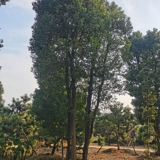 长沙丛生香樟