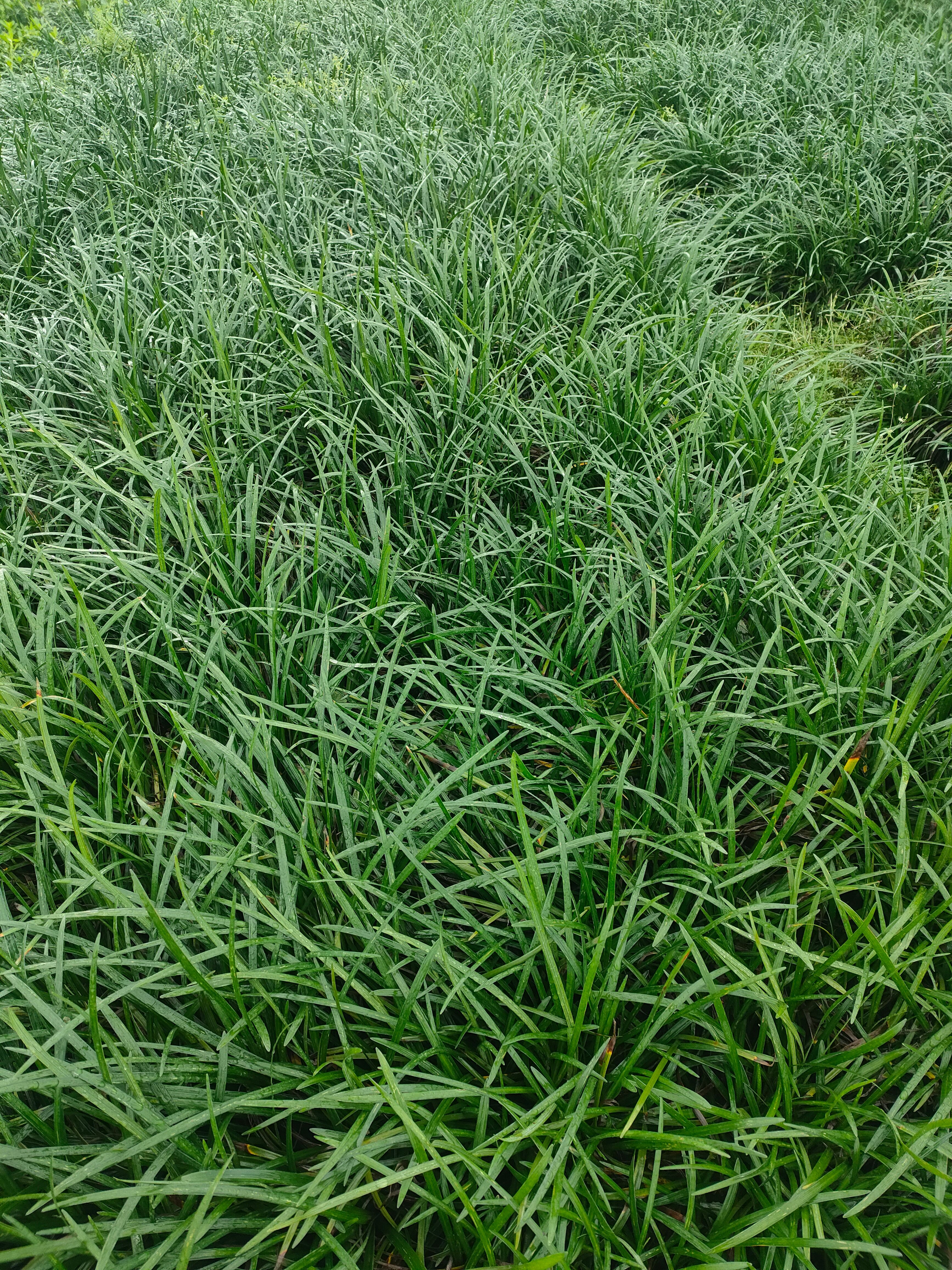 麦冬沿阶草