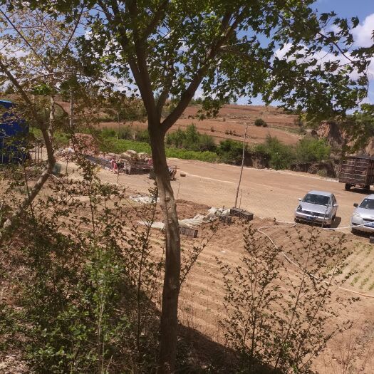 阜新县五角枫清地，不怕便宜的来
