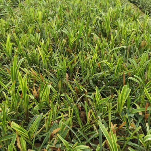青州市金边麦冬 麦冬 多芽麦冬 麦冬杯苗