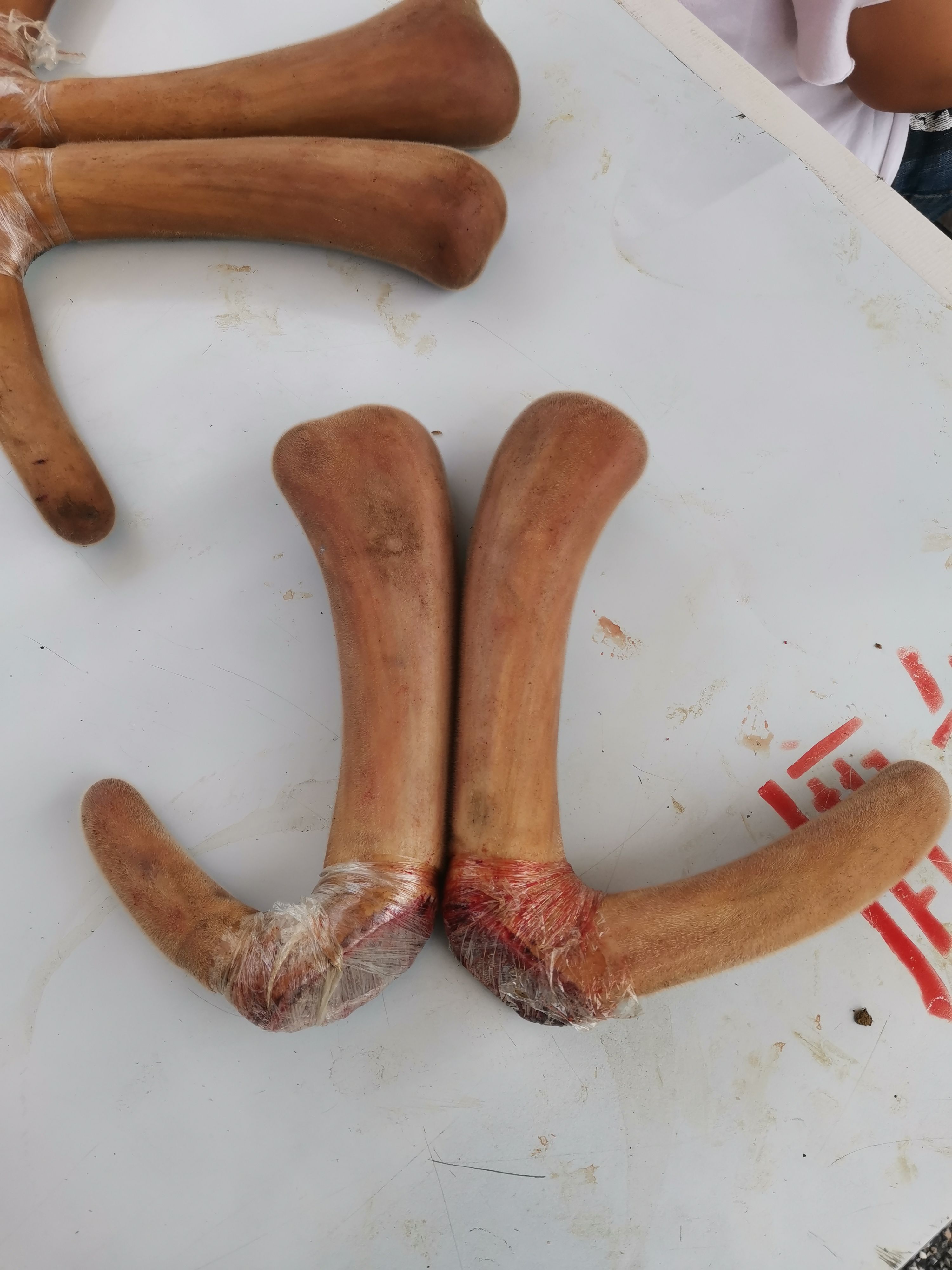 鹿茸（鹿乡镇梅花鹿鹿茸）