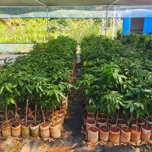 灵山县妃子笑荔枝苗