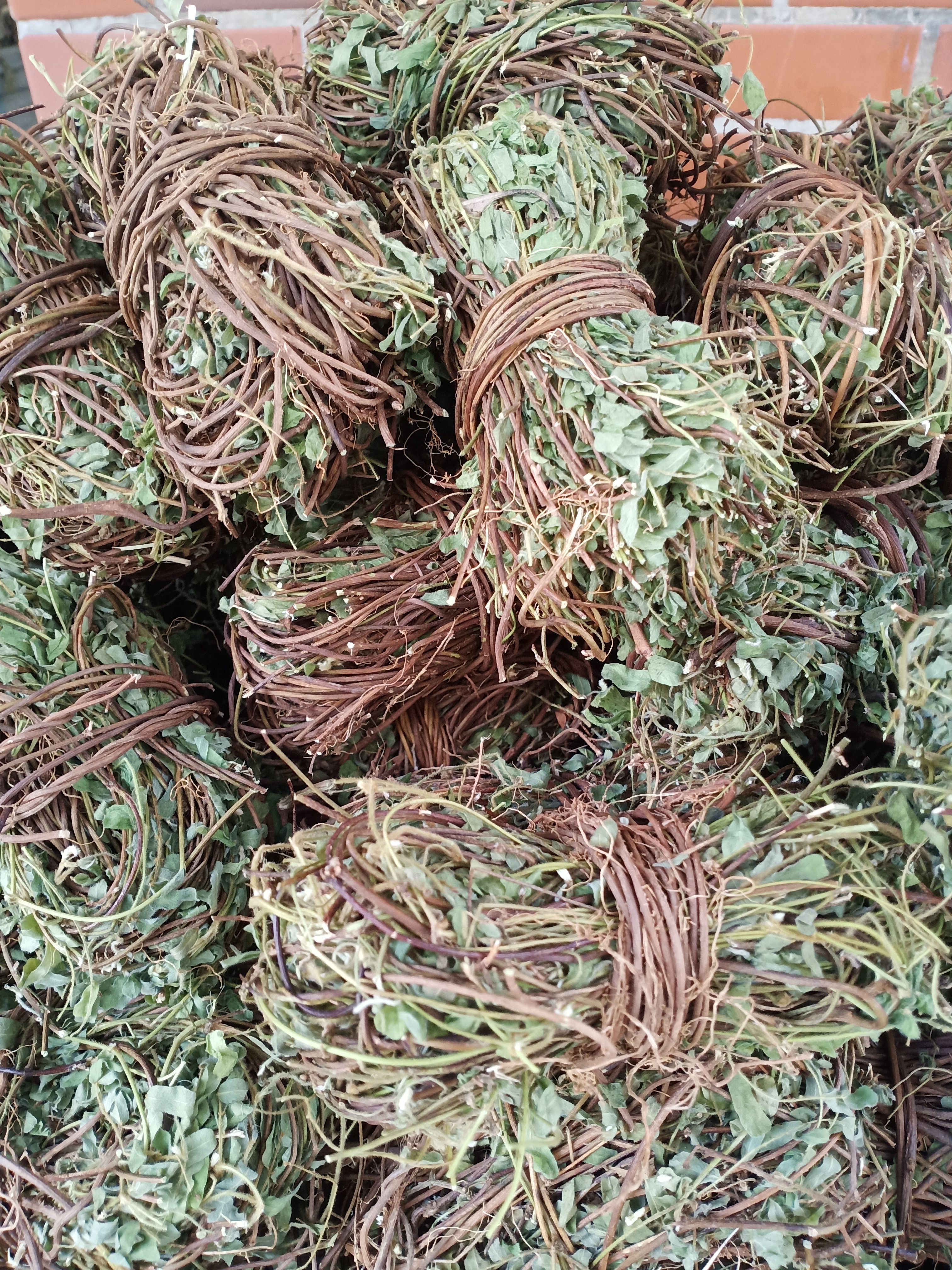 有叶鸡骨草现货质量保证欢迎联系采购量大从优