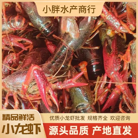 洪湖市小红中红大红两虾 产地直发 规格齐全 大量有货