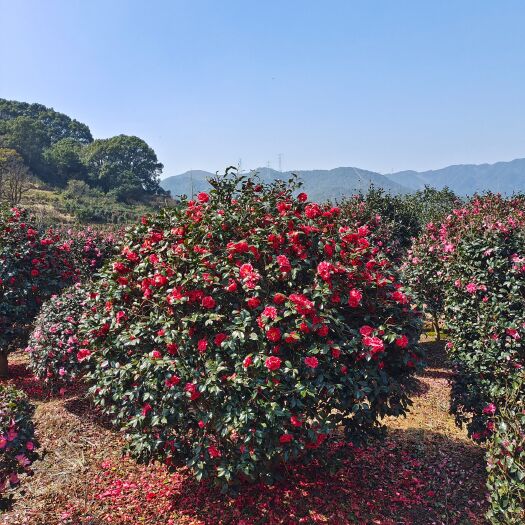 茶梅球，基地直销，货源充足，量大从优。