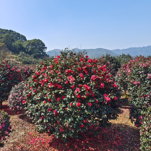 长沙茶梅球，基地直销，货源充足，量大从优。