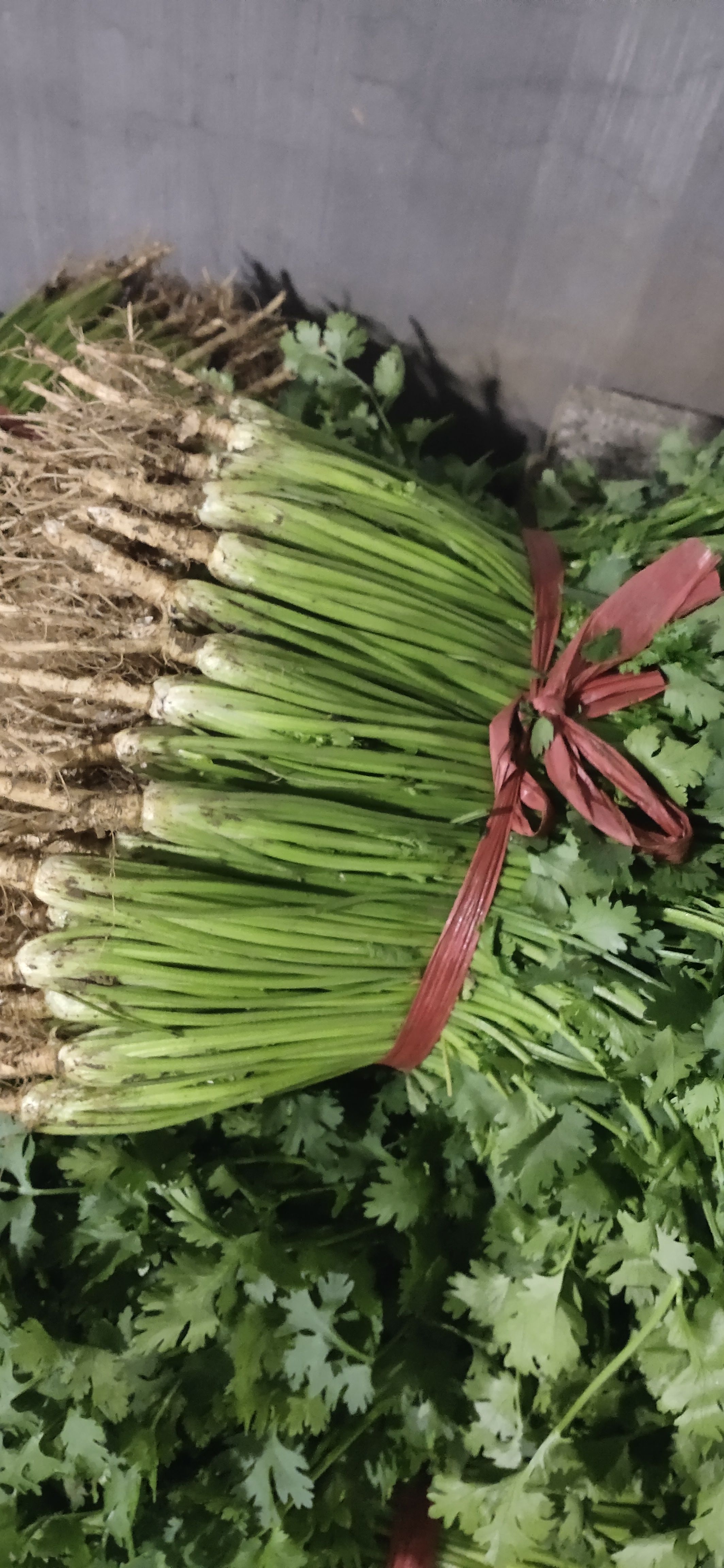 5月14号基地直供香菜发货