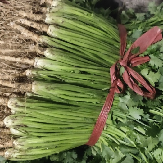 5月14号基地直供香菜发货