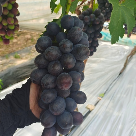 三门县浙江台州三门夏黑葡萄蓝莓葡萄代办