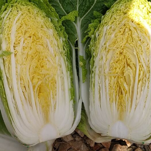 陆良县黄心大白菜 大白菜