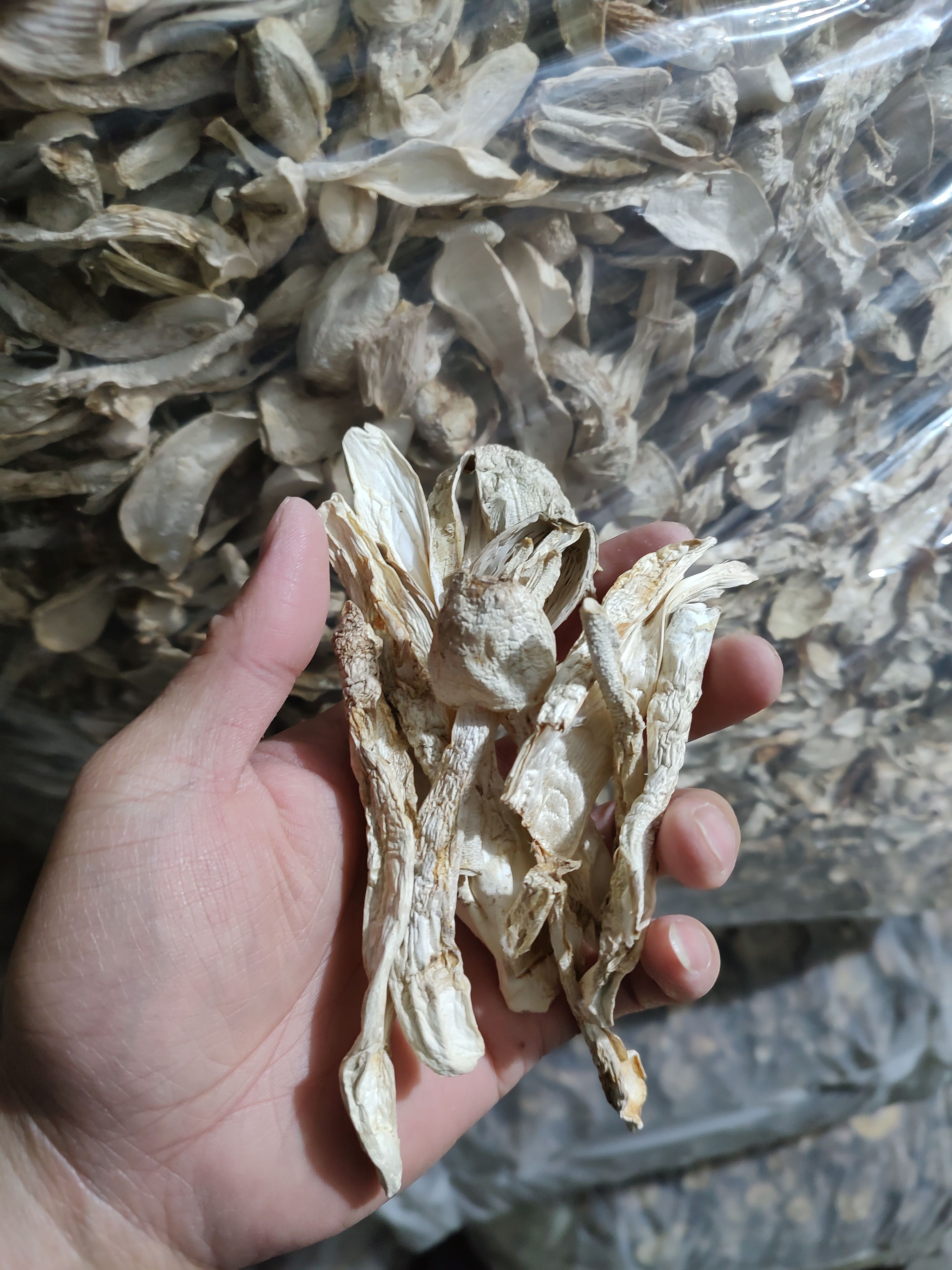 鸡腿菇干货 产地直销批发 新鲜烘干食用菌土特产蘑菇精选菌菇