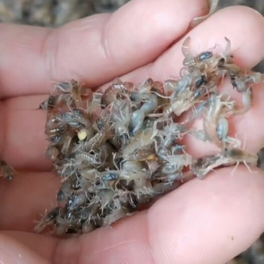 东莞市澳洲淡水小龙虾苗