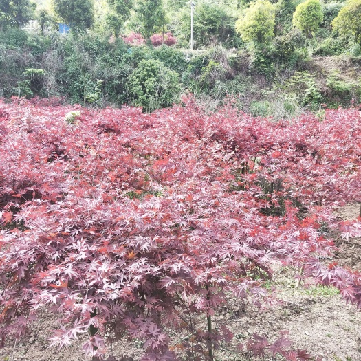 金沙县美国红枫