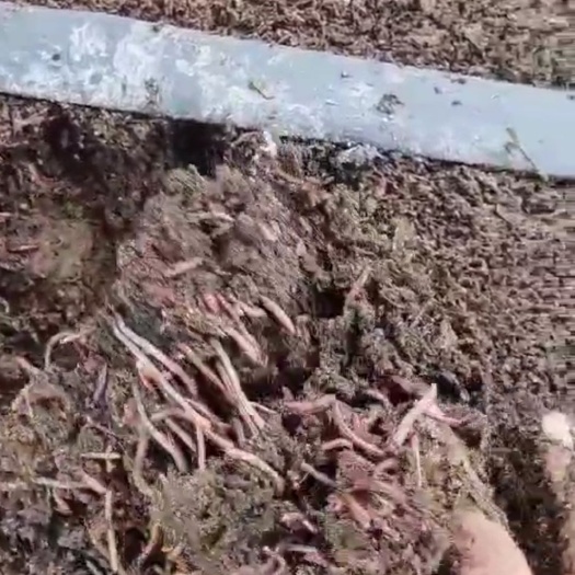 英山县蚯蚓粪有机肥