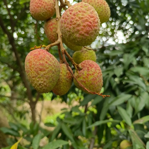 新平县水东荔枝